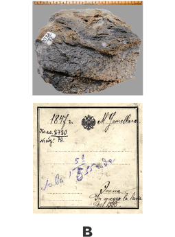 Музейная коллекция